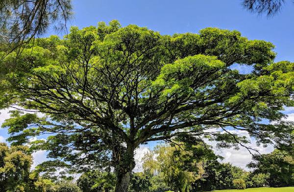 纳尼洛亚高尔夫球场 - 深圳观澜湖高尔夫订场服务-广东专业高尔夫预订平台