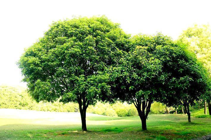 常德桃花源高尔夫球会 - 全国335座高尔夫球场实时预订-高球爱好者一站式订场平台