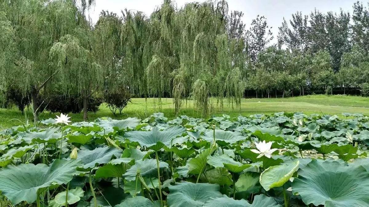 北京红枫湖高尔夫球会 - 深圳观澜湖高尔夫订场服务-广东专业高尔夫预订平台